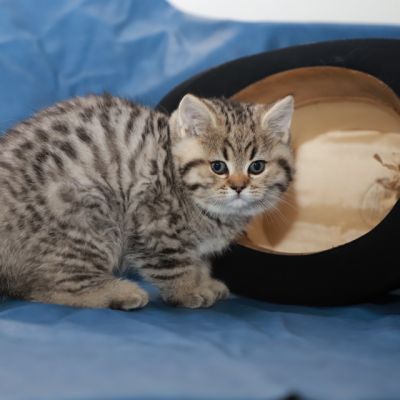 Simba Of British Archanges