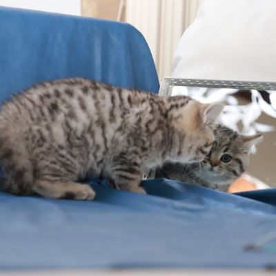 Simba Of British Archanges