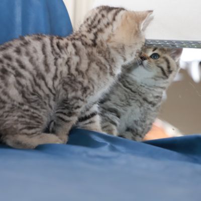 Simba Of British Archanges