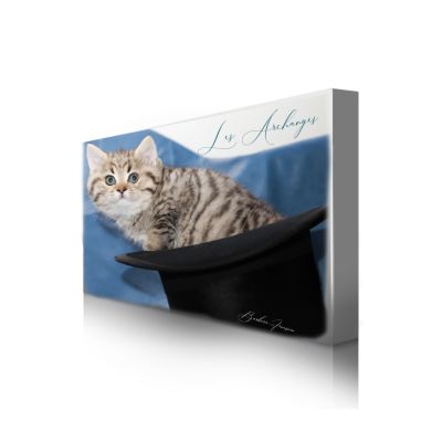 Simba Of British Archanges