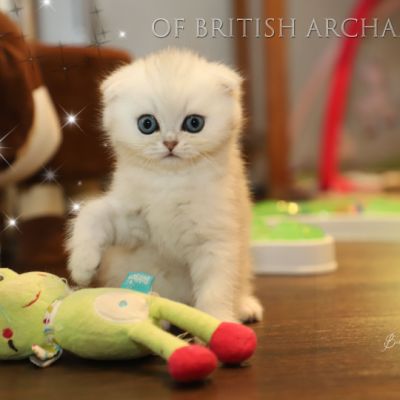 Timon Of British Archanges