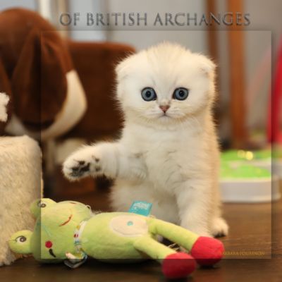 Timon Of British Archanges