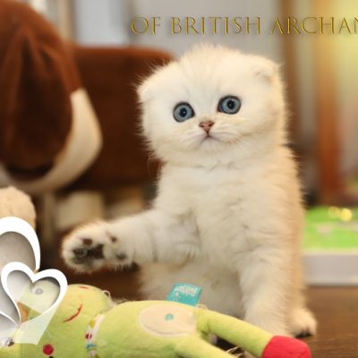 Timon Of British Archanges