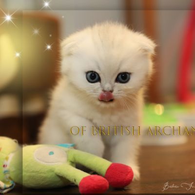 Timon Of British Archanges