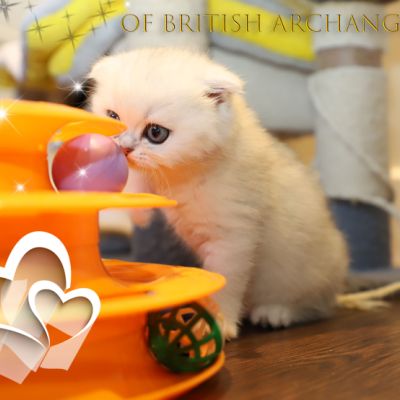 Timon Of British Archanges