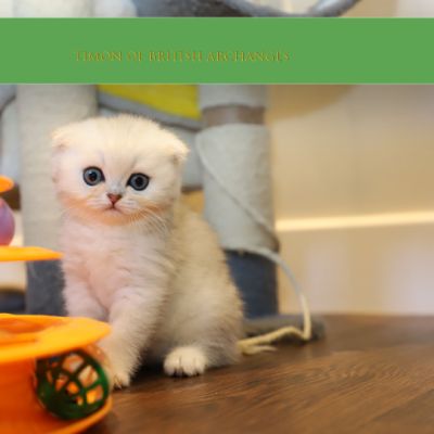 Timon Of British Archanges