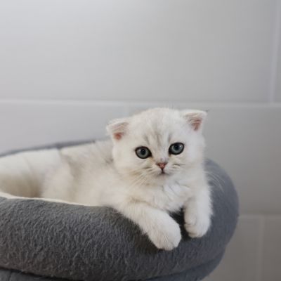 Timon Of British Archanges