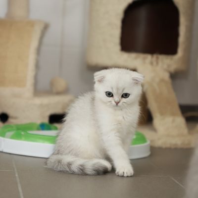 Timon Of British Archanges