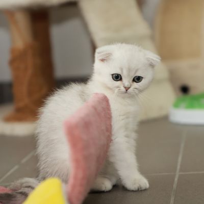 Timon Of British Archanges