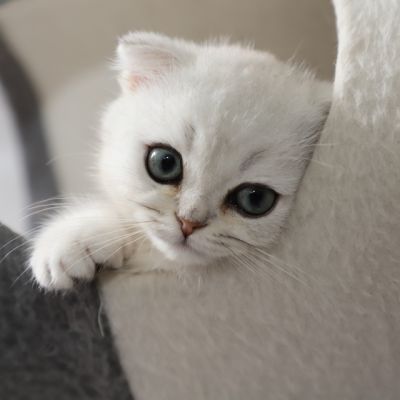 Timon Of British Archanges