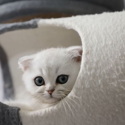 Timon Of British Archanges