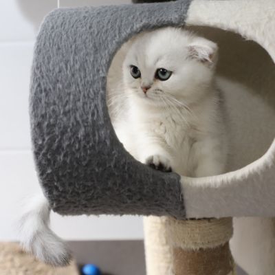 Timon Of British Archanges