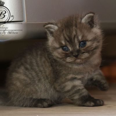 Powoh of British Archanges