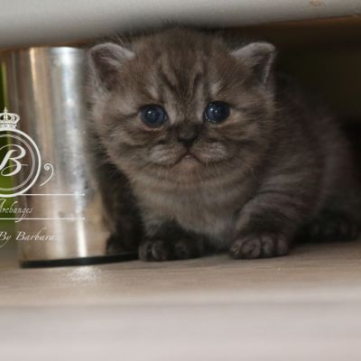 Powoh of British Archanges