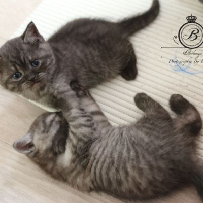 Powoh of British Archanges