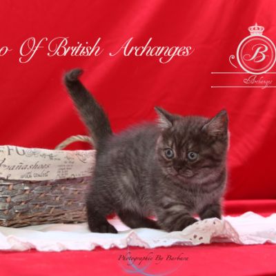 Powoh of British Archanges