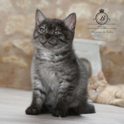 Powoh of British Archanges