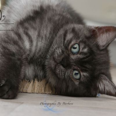 Powoh of British Archanges