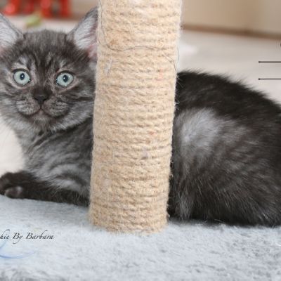 Powoh of British Archanges