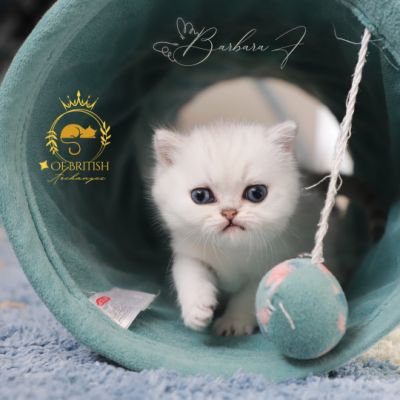 Vivaldi Of british Archanges