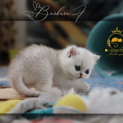 Vivaldi Of british Archanges