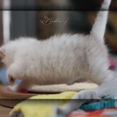 Vivaldi Of british Archanges