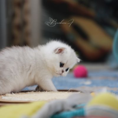 Vivaldi Of british Archanges