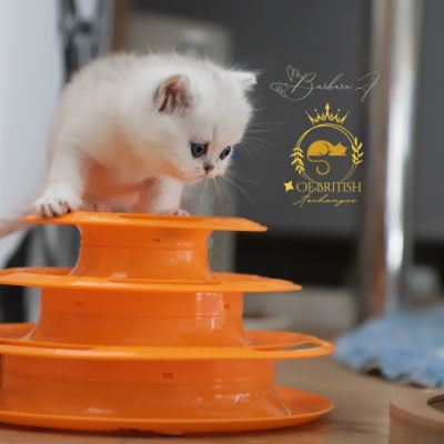 Vivaldi Of british Archanges