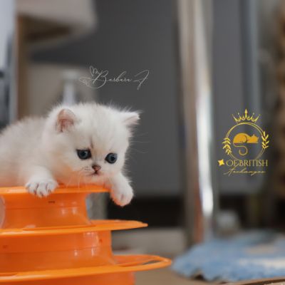 Vivaldi Of british Archanges