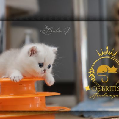 Vivaldi Of british Archanges