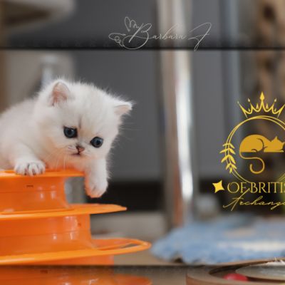 Vivaldi Of british Archanges