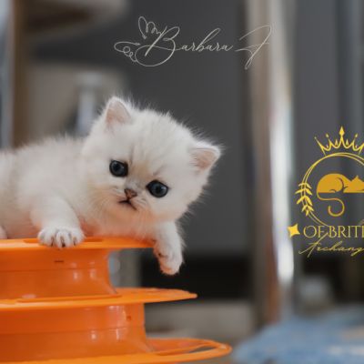 Vivaldi Of british Archanges