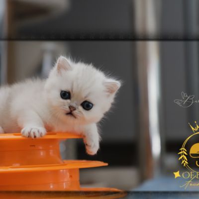 Vivaldi Of british Archanges