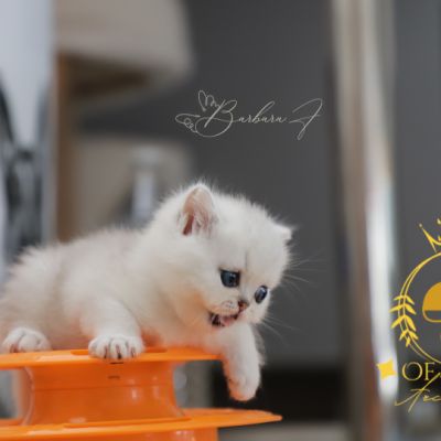 Vivaldi Of british Archanges