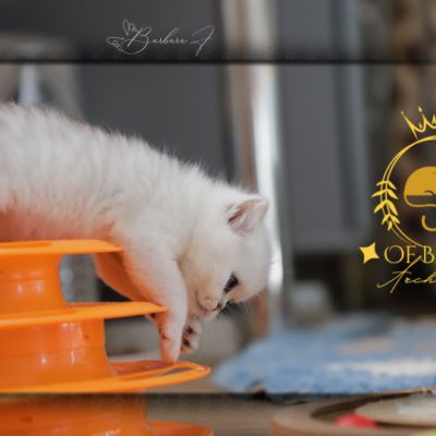 Vivaldi Of british Archanges