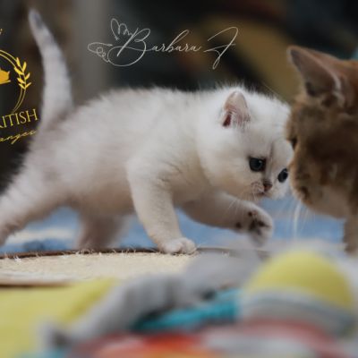 Vivaldi Of british Archanges