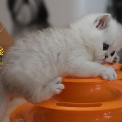 Vivaldi Of british Archanges