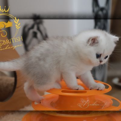 Vivaldi Of british Archanges