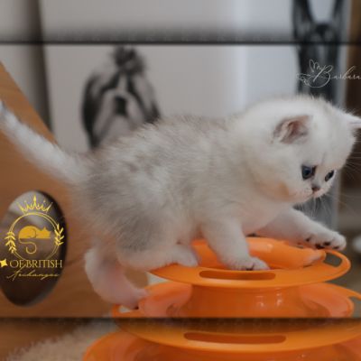 Vivaldi Of british Archanges