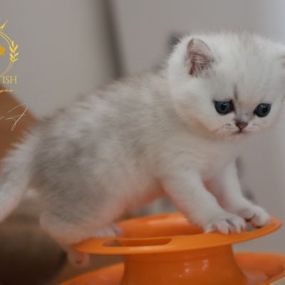 Vivaldi Of british Archanges