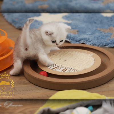 Vivaldi Of british Archanges