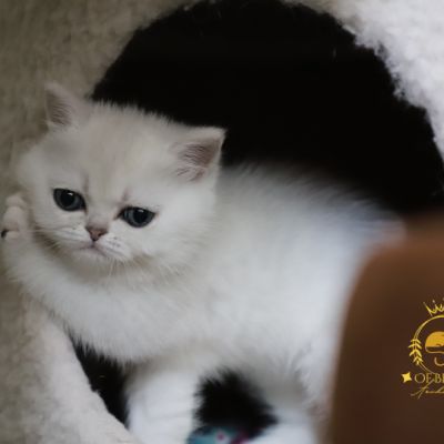 Vivaldi Of british Archanges