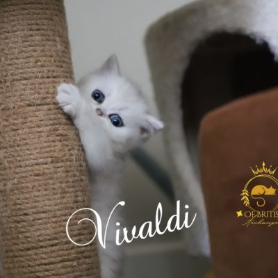 Vivaldi Of british Archanges