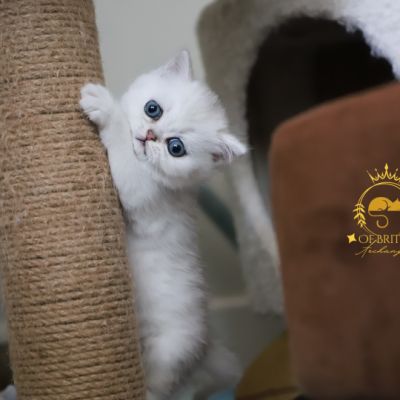 Vivaldi Of british Archanges