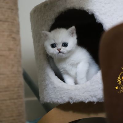 Vivaldi Of british Archanges