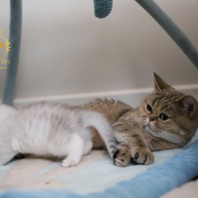 Vivaldi Of british Archanges