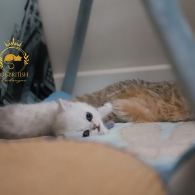 Vivaldi Of british Archanges