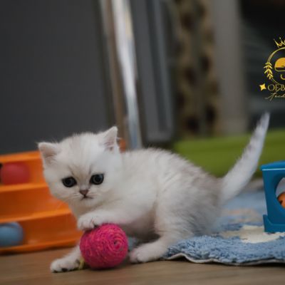 Vivaldi Of british Archanges