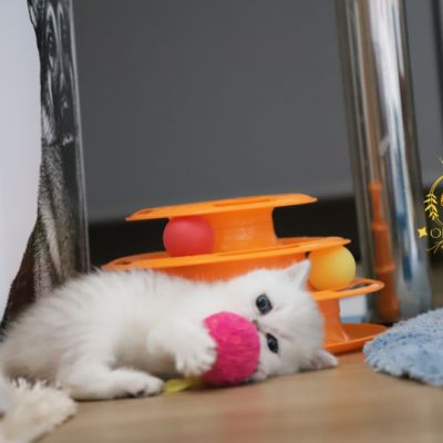 Vivaldi Of british Archanges