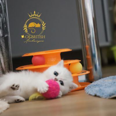 Vivaldi Of british Archanges